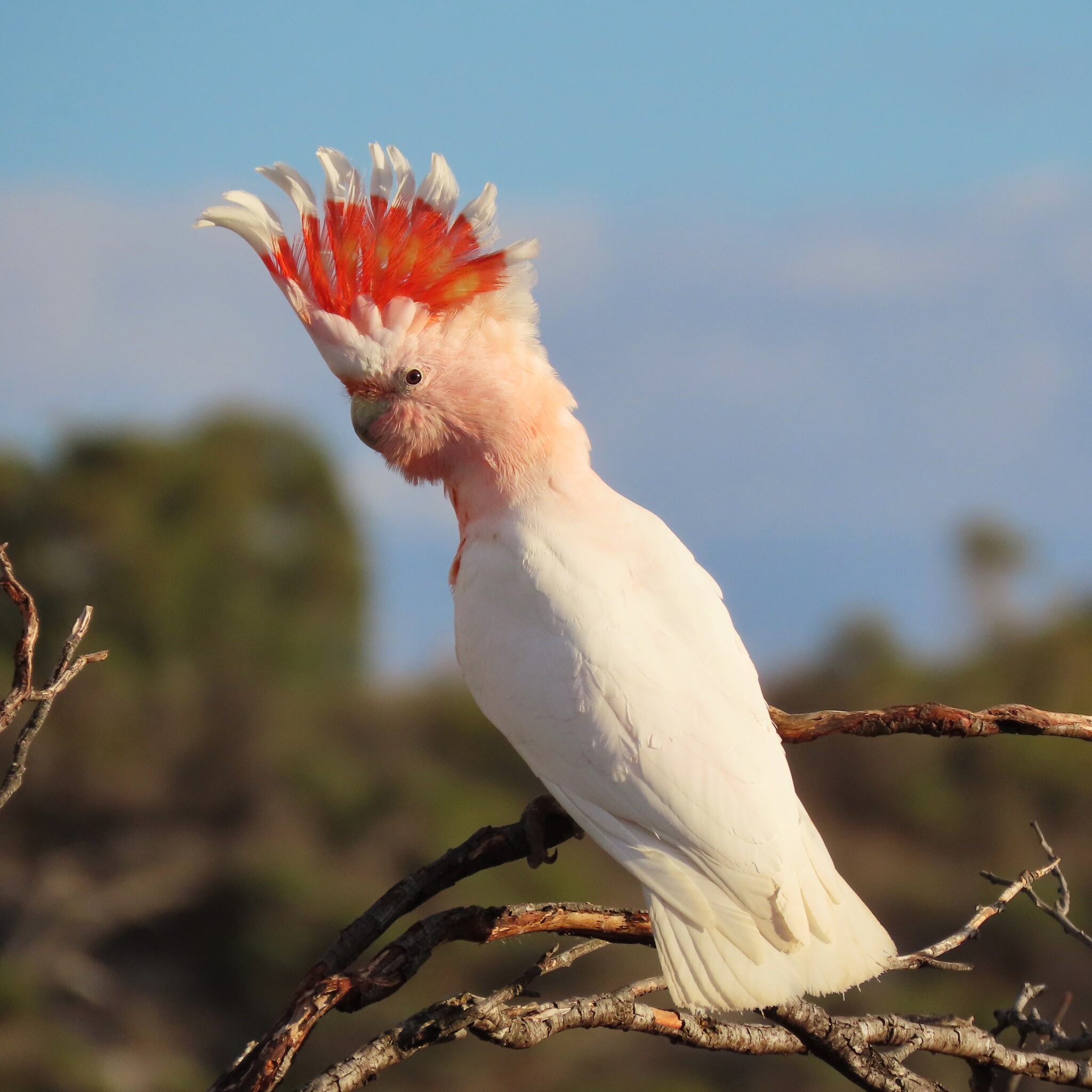 Pink Cockatoo (Cacatua leadbeateri), photo 2