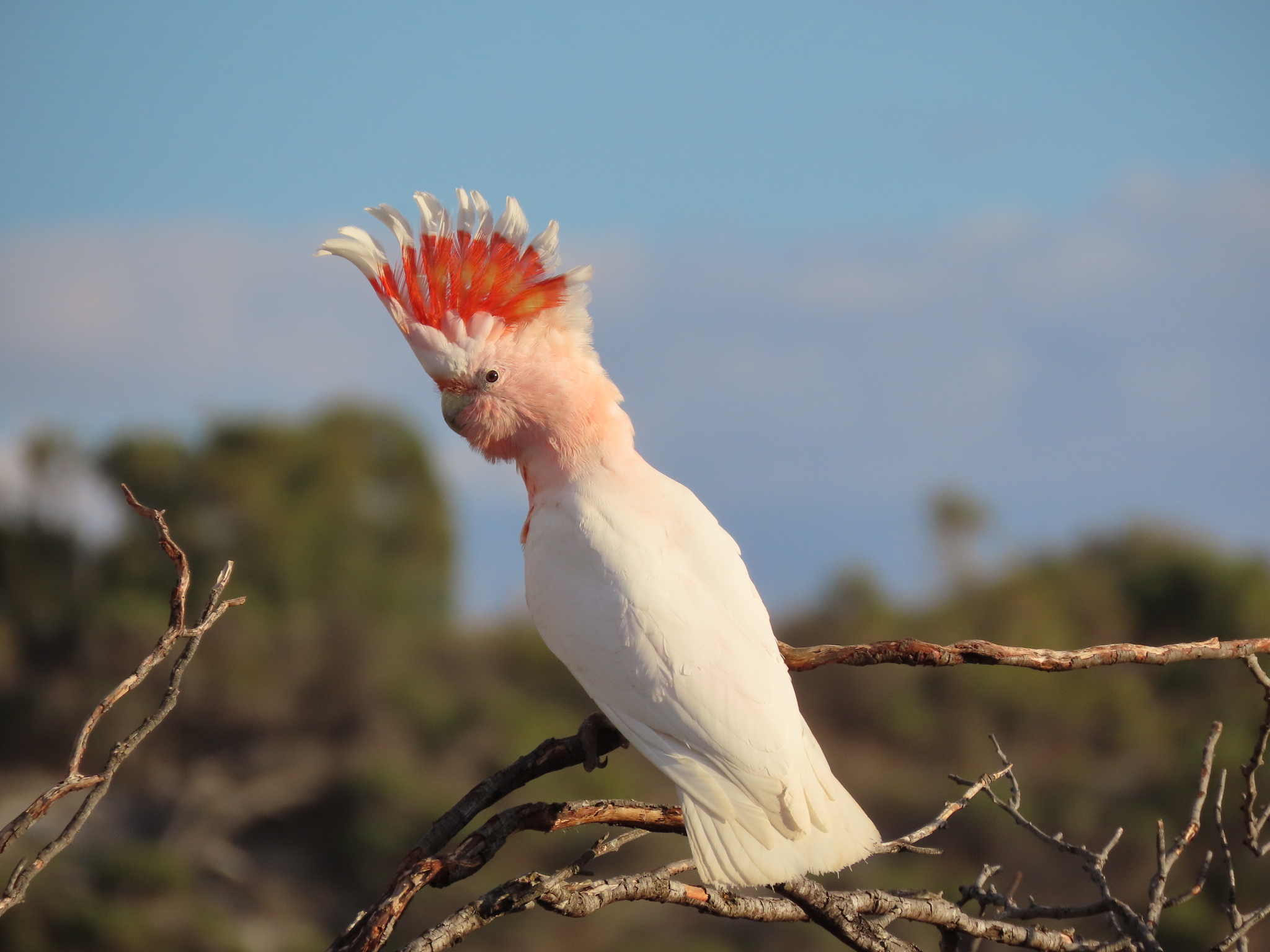 Pink Cockatoo (Cacatua leadbeateri), photo 10