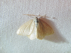 Mesothea incertata
