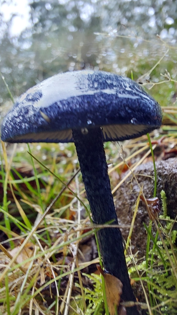 Entoloma panniculus