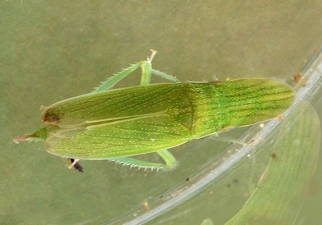 Parabolocratalis