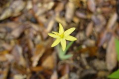 Sisyrinchium translucens