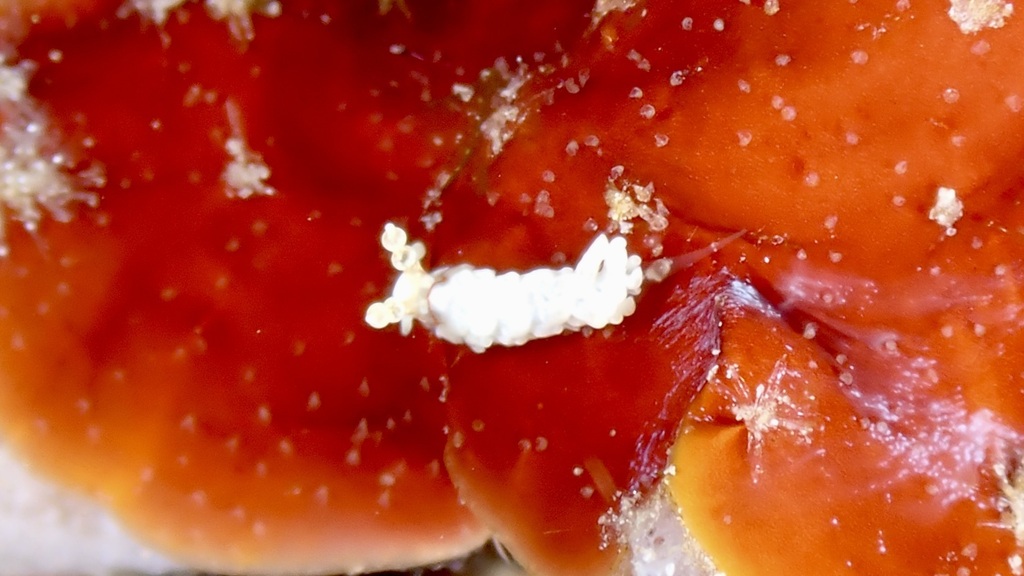 White Anemone Eater