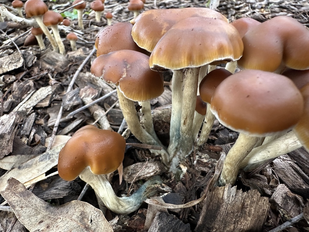 Psilocybe subaeruginosa · May 2025 · photo: © prossington (iNaturalist, cc-by)