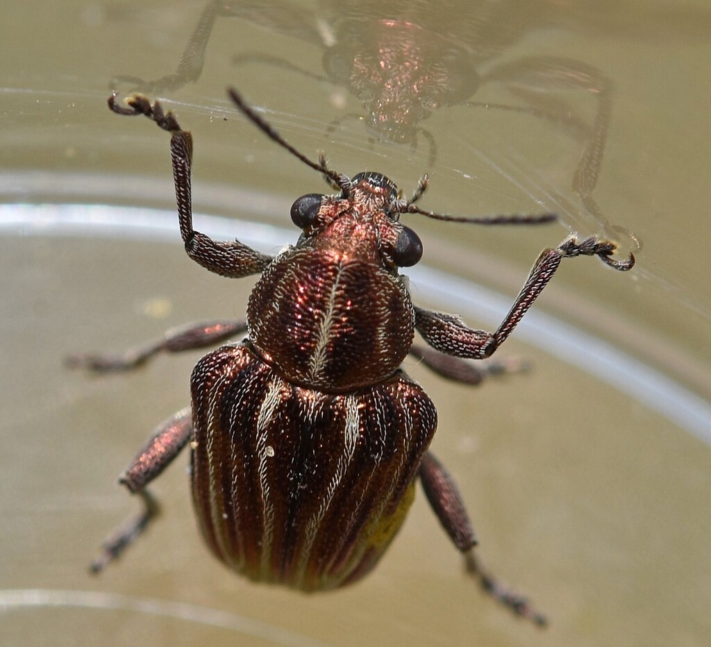Heteraspis albidovittata