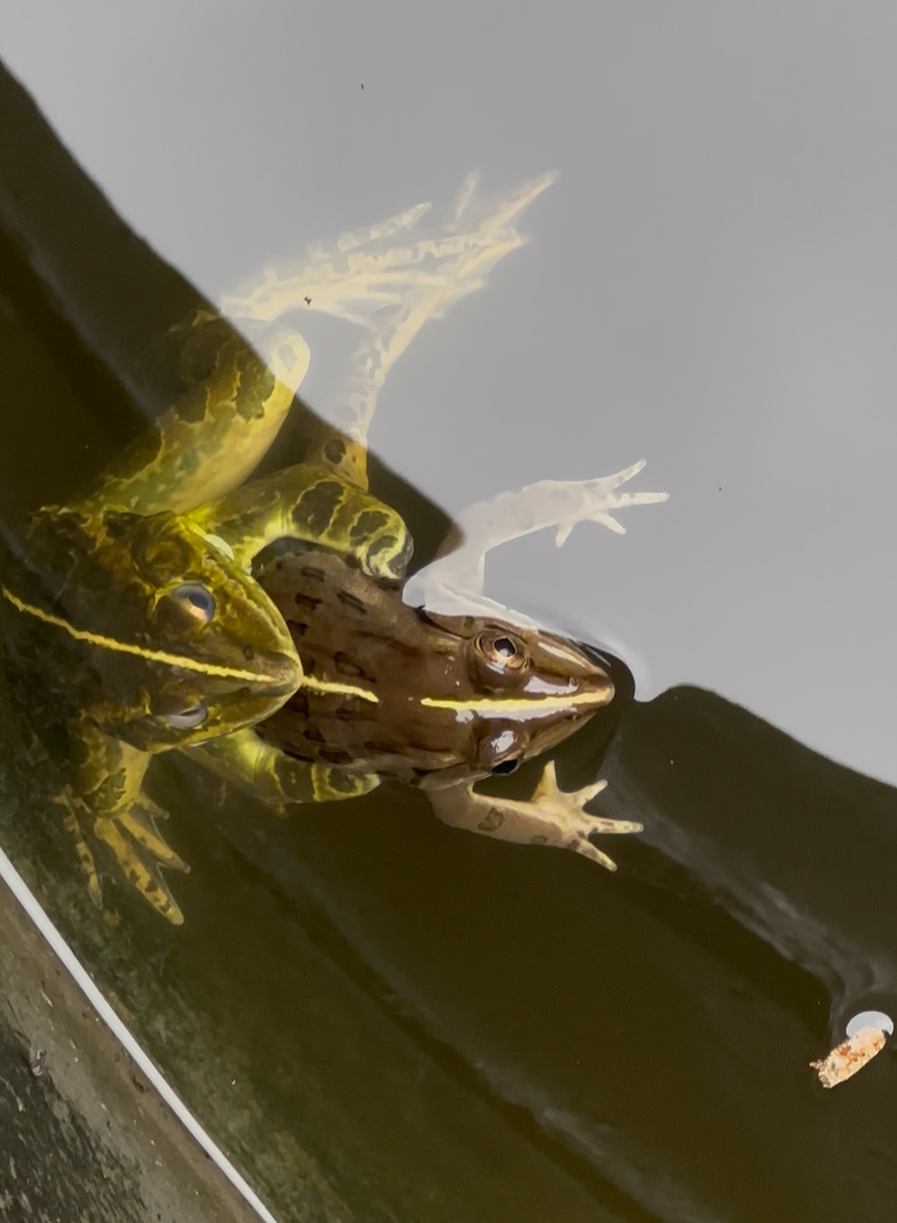 Indian Bull Frog
