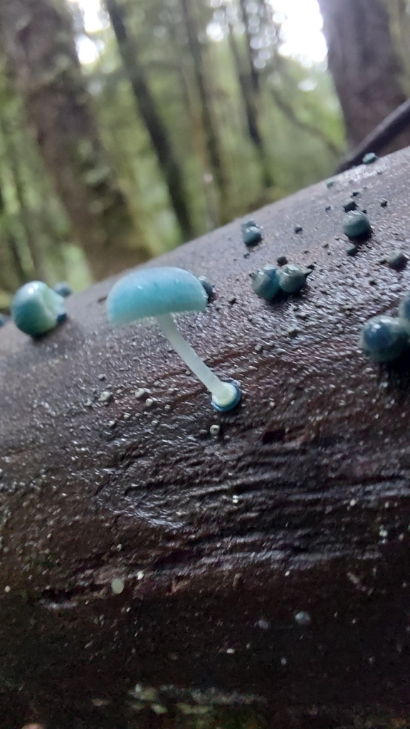 Mycena interrupta · May 2025 · photo: © tassietravelsblog (iNaturalist, cc0)