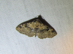 Metalectra quadrisignata