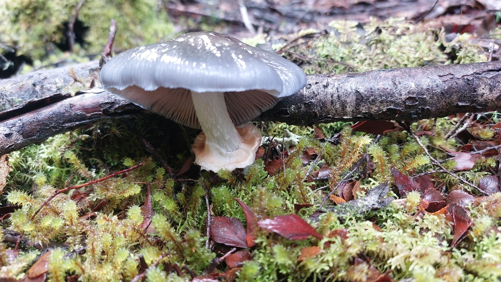 Cortinarius metallicus · May 2025 · photo: © tassietravelsblog (iNaturalist, cc0)