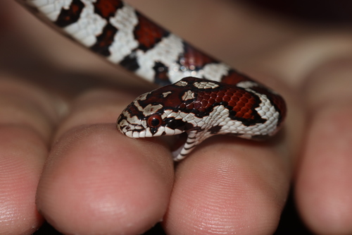 Eastern Milksnake, Eastside, Syracuse, NY, USA, photo 5 of 10