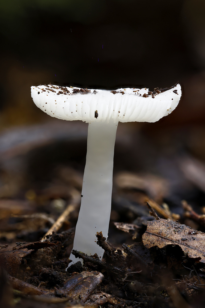 Humidicutis mavis · May 2025 · photo: © mstirling (iNaturalist, cc-by)