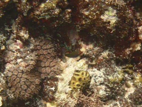 Pseudocheilinus tetrataenia observed 2025-05-15