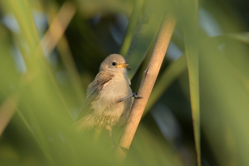 Rémiz penduline