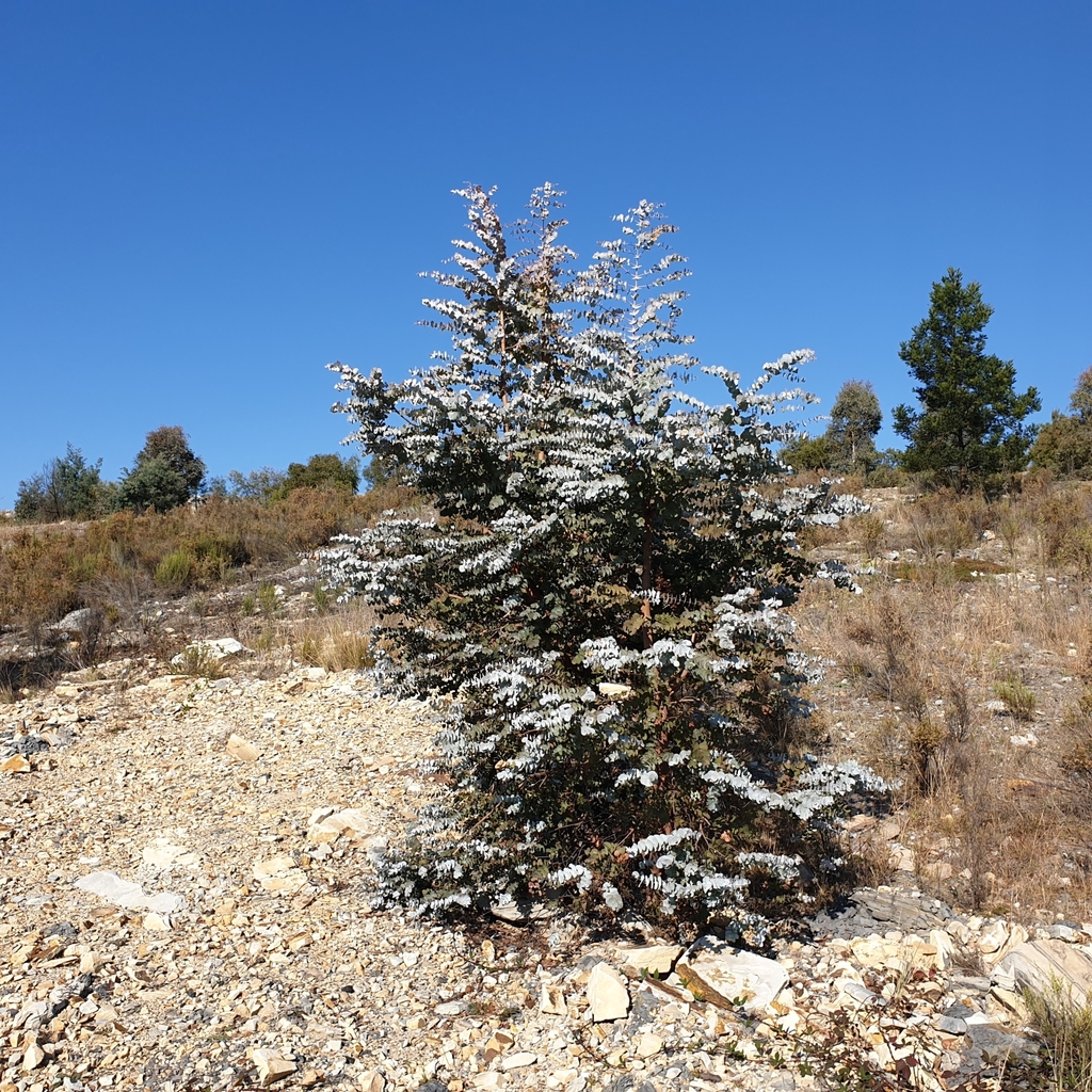 Eucalyptus pulverulenta, Lithgow, AU-NS, AU