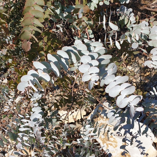Eucalyptus pulverulenta