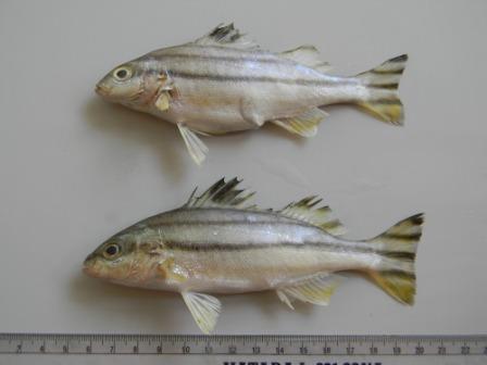 Small-scaled terapon
