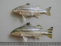 Small-Scaled Terapon photo 5