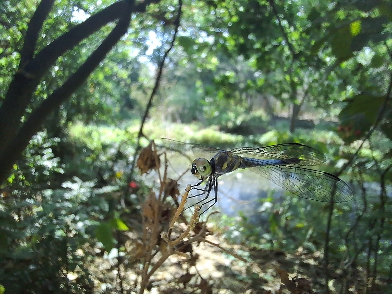 Black-Tailed Dasher