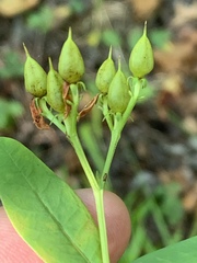 Hypericum nudiflorum