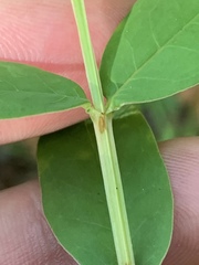 Hypericum nudiflorum
