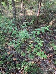 Hypericum nudiflorum