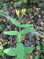 Hypericum nudiflorum