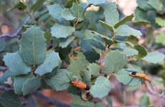 Chauliognathus lecontei