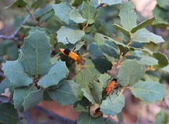 Chauliognathus lecontei