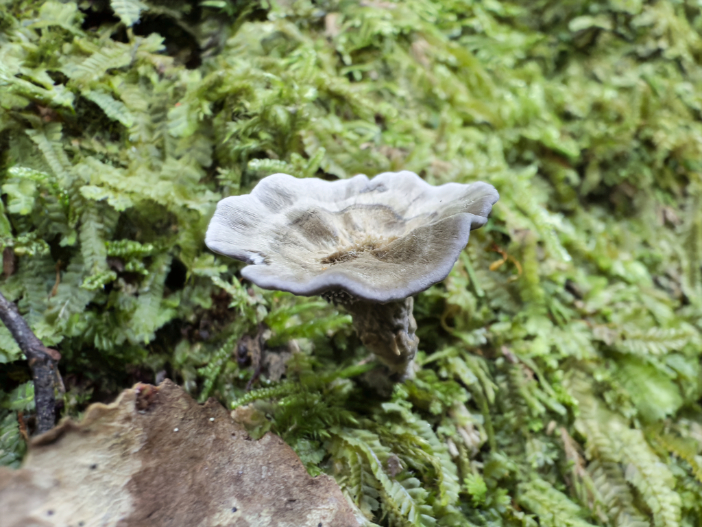 Phellodon maliensis · May 2025 · photo: © jeremy_rolfe (iNaturalist, cc-by)
