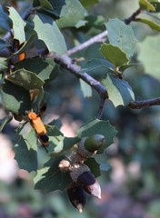 Chauliognathus lecontei