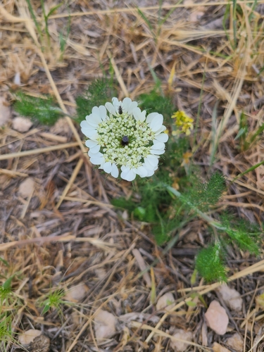 Artedia squamata, photograph 3