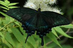 Papilio maackii