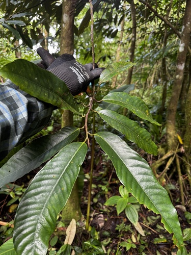 Myristica inutilis observed 2025-05-15