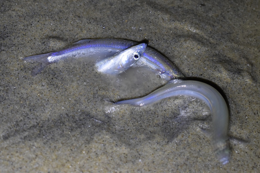 California grunion (Leuresthes tenuis) — Atherinopsidae