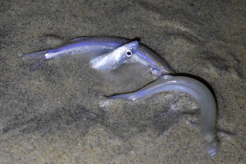 California grunion (Leuresthes tenuis) — Atherinopsidae