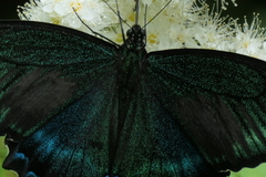 Papilio maackii