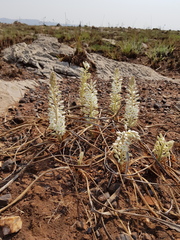 Drimia sanguinea
