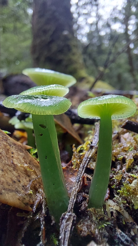Gliophorus graminicolor · May 2025 · photo: © tassietravelsblog (iNaturalist, cc0)