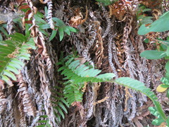 Polystichum imbricans curtum