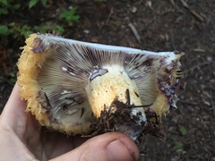 Lactarius repraesentaneus