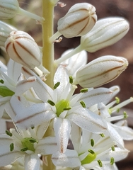 Drimia sanguinea