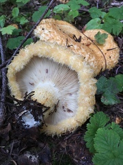 Lactarius repraesentaneus