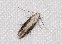 Coleotechnites florae