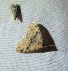 Metalectra quadrisignata