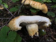 Lactarius repraesentaneus