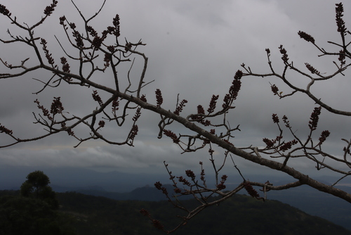 Fire Bush (Hymenodictyon floribundum)