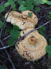 Lactarius repraesentaneus