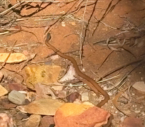 Rufous Whipsnake
