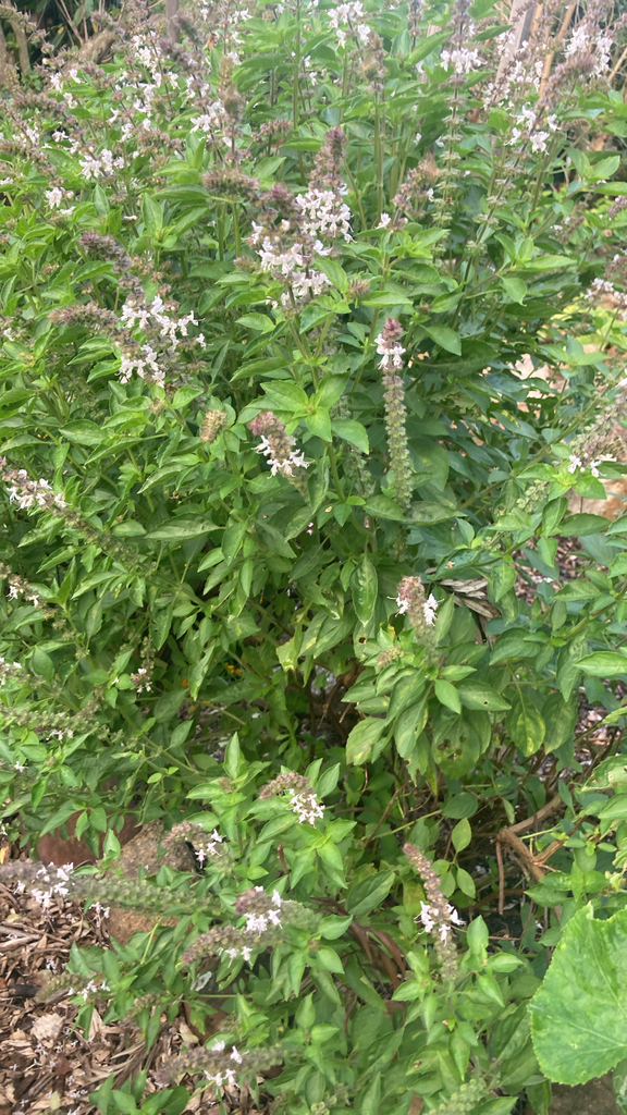 Ocimum basilicum