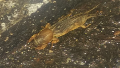 Neocurtilla